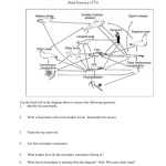 02 Food Webs Chains Trophic Levels Ws — Db-Excel intended for Food Chains And Webs Worksheet