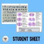 10++ Onion Cell Mitosis Worksheet Answers Quizlet – Worksheets Decoomo For Onion Cell Mitosis Worksheet Answers