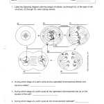 13 Mitosis Worksheet Diagram Identification Key / Worksheeto Pertaining To Onion Cell Mitosis Worksheet Answers