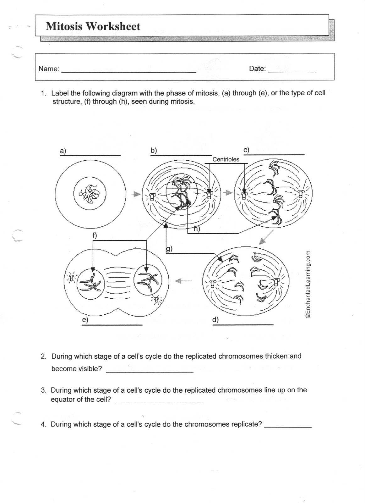 13 Mitosis Worksheet Diagram Identification Key / Worksheeto pertaining to Onion Cell Mitosis Worksheet Answers