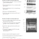 15 Best Images Of Dna Fingerprinting Biology Worksheet Answer / Worksheeto Pertaining To Dna Fingerprinting Worksheet Answers