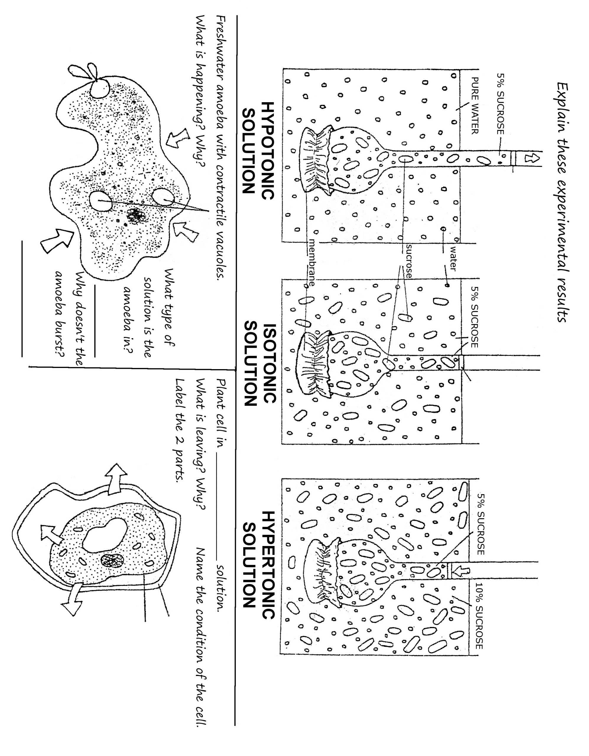 15 Plant Structure And Function Worksheet / Worksheeto inside Plant Parts And Functions Worksheet