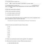 17 Protein Synthesis Practice Worksheet / Worksheeto Regarding Protein Synthesis Practice Worksheet