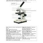 20 Color The Microscope Parts Worksheet | Worksheet From Home With Microscope Parts And Use Worksheet