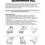 20 Dichotomous Key Animals Worksheet | Worksheet From Home regarding Dichotomous Key Worksheet Middle School