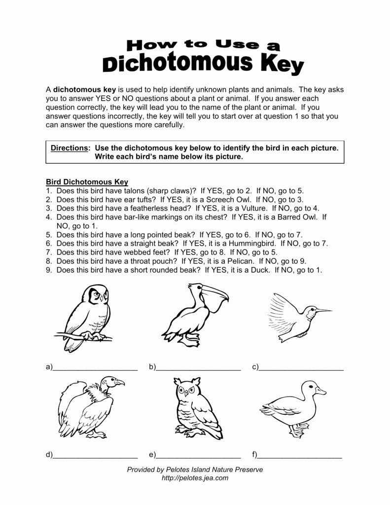 20 Dichotomous Key Animals Worksheet | Worksheet From Home regarding Dichotomous Key Worksheet Middle School
