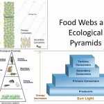 20++ Ecological Pyramids Worksheet – Worksheets Decoomo Regarding Ecological Pyramids Worksheet Answers