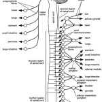20 Nervous System Worksheets High School | Worksheet From Home Pertaining To Nervous System Worksheet High School