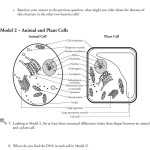 20 Prokaryote Coloring And Worksheet Answers | Worksheet From Home Inside Animal Cells Worksheet Answers