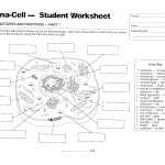 20 Prokaryote Coloring And Worksheet Answers | Worksheet From Home Intended For Prokaryote Vs Eukaryote Worksheet