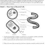 20 Prokaryote Coloring And Worksheet Answers | Worksheet From Home Pertaining To Prokaryotes Bacteria Worksheet Answers