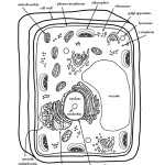 23+ New Pictures Plant Cell Coloring Page – Plant Cell Diagram Pertaining To Label Plant Cell Worksheet
