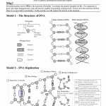 24 Dna Replication Coloring Worksheet Answer Key | Semesprit In Dna Replication Worksheet Answers