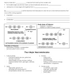 25 Macromolecules Worksheet #2 Answers - Worksheet Information in Macromolecules Worksheet 2 Answers