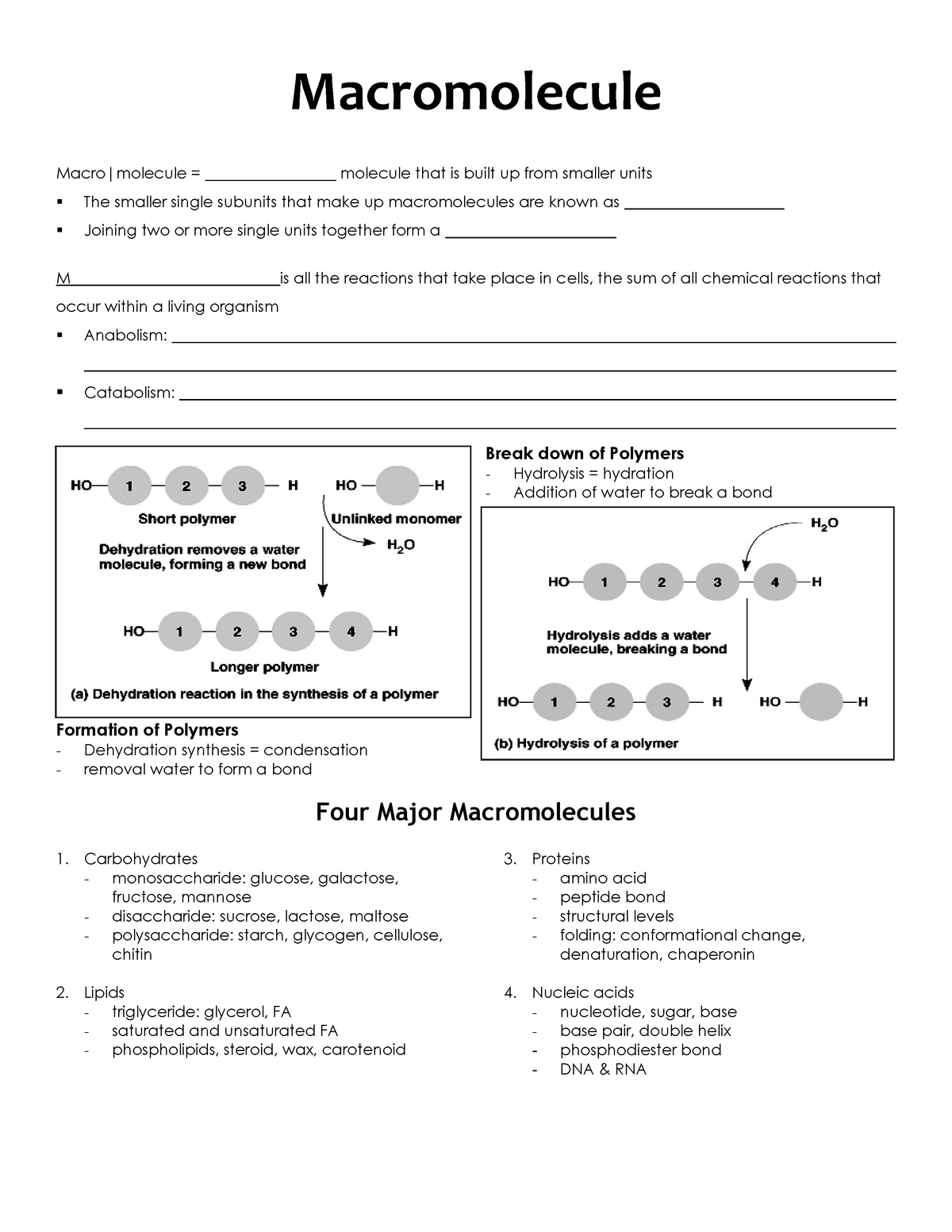 25 Macromolecules Worksheet #2 Answers - Worksheet Information in Macromolecules Worksheet 2 Answers