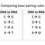 26 Dna Base Pairing Worksheet Answers – Worksheet Information Regarding Dna Base Pairing Worksheet
