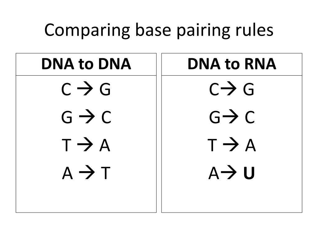 26 Dna Base Pairing Worksheet Answers - Worksheet Information With Regard To Dna Base Pairing Worksheet Answers