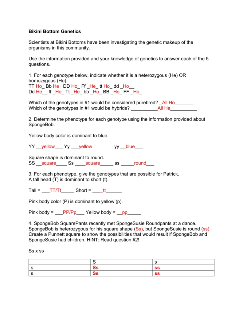 27 Bikini Bottom Genetics Worksheet Answer Key - Notutahituq Worksheet Information throughout Genetics Worksheet Answer Key