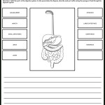 27 Digestive System Worksheet Answers – Worksheet Information Throughout Digestive System Worksheet High School