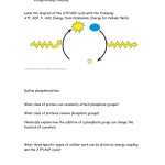 30 Atp Worksheet Answer Key – Worksheet Information Regarding Atp Worksheet Answer Key