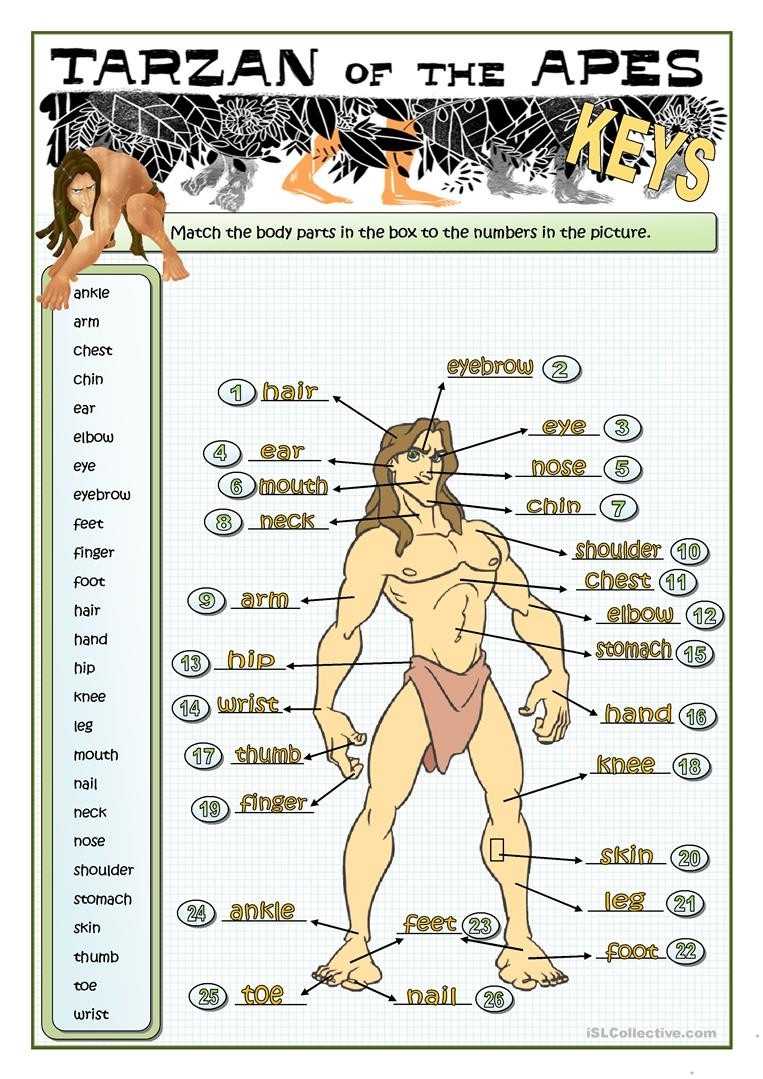 30 Body Parts In Spanish Worksheet | Education Template pertaining to Spanish Body Parts Worksheet