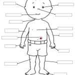 30 Body Parts In Spanish Worksheet | Education Template Regarding Body Parts In Spanish Worksheet