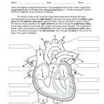 30 Cell Cycle Coloring Worksheet | Education Template Inside Cell Cycle Coloring Worksheet