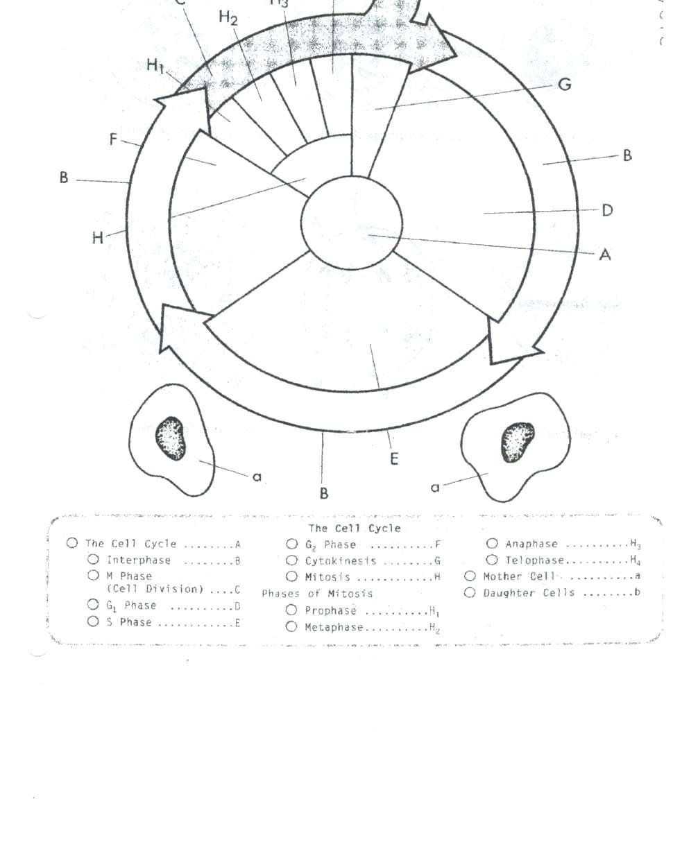 30 Cell Cycle Coloring Worksheet | Education Template with regard to Cell Cycle Coloring Worksheet