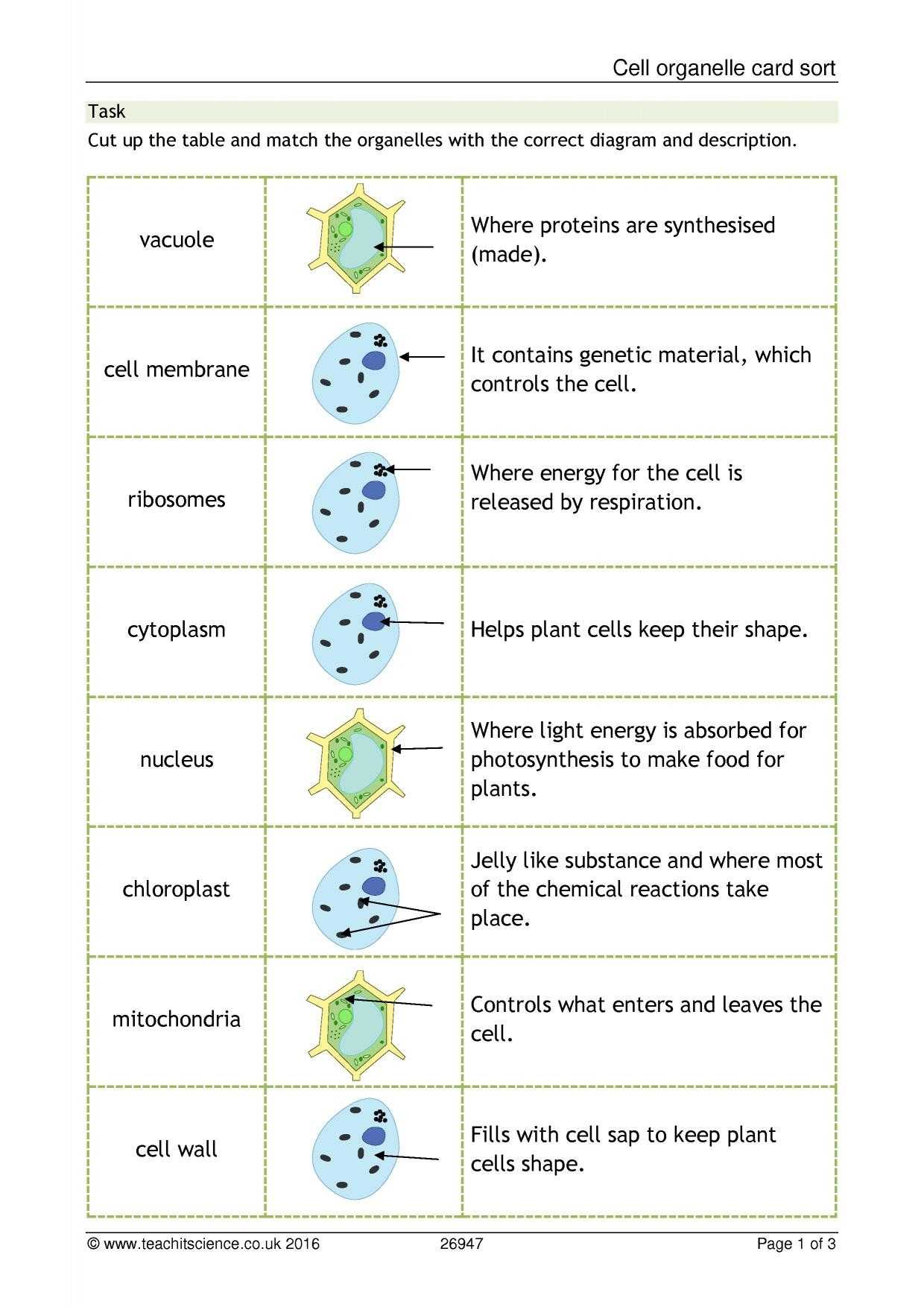 30 Cell Organelles Worksheet Answer Key | Education Template with regard to Cells And Their Organelles Worksheet