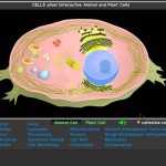 30 Cells Alive Cell Cycle Worksheet | Education Template For Cells Alive Cell Cycle Worksheet