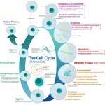 30 Cells Alive Cell Cycle Worksheet | Education Template Pertaining To Cells Alive Cell Cycle Worksheet
