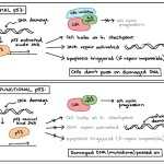 30 Cells Alive Cell Cycle Worksheet | Education Template pertaining to Cells Alive Cell Cycle Worksheet