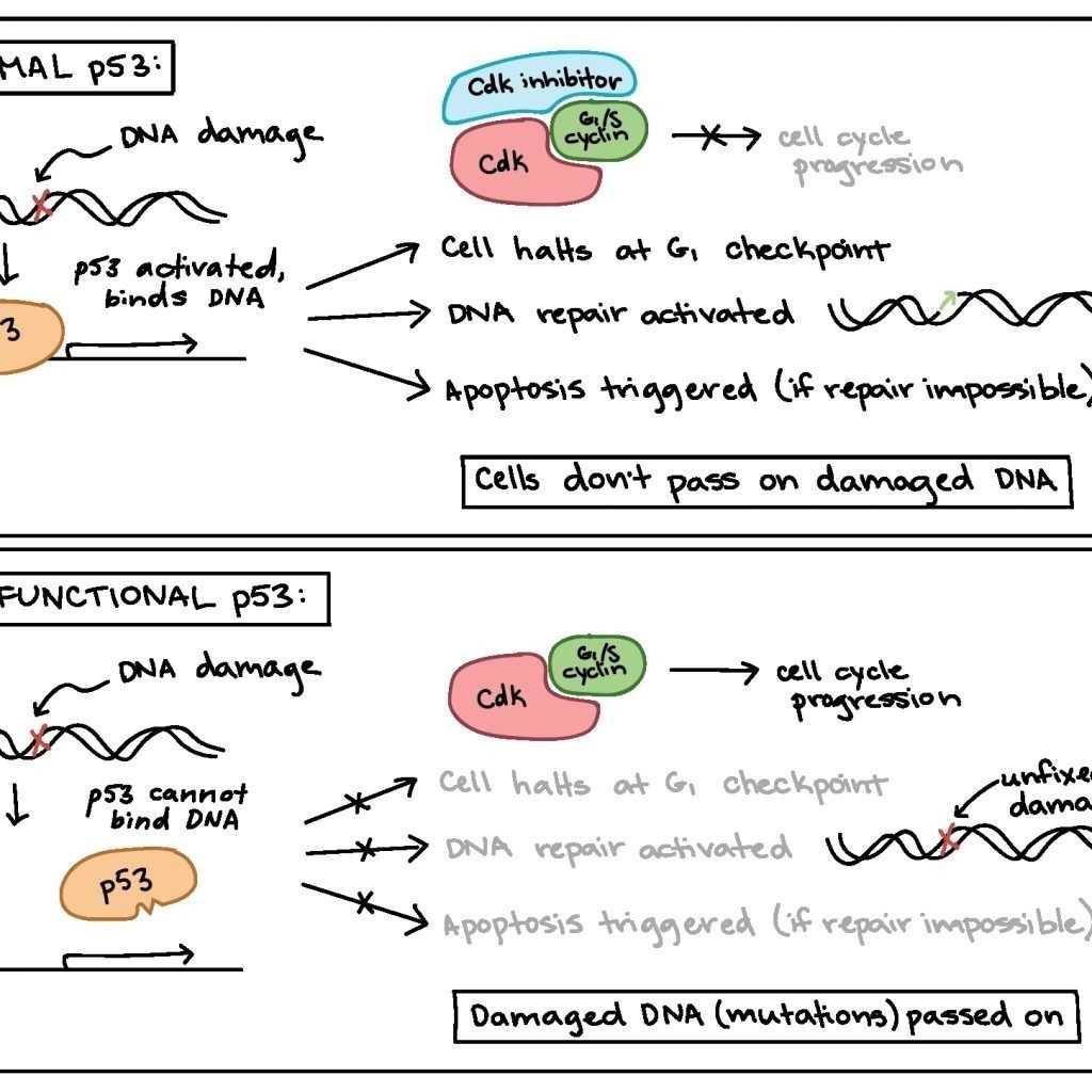 30 Cells Alive Cell Cycle Worksheet | Education Template pertaining to Cells Alive Cell Cycle Worksheet