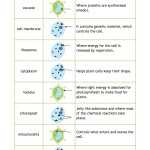 30 Cells And Their Organelles Worksheet | Education Template Intended For Cells And Their Organelles Worksheet