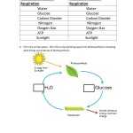 30 Cellular Respiration Worksheet Key | Education Template within Cellular Respiration Review Worksheet