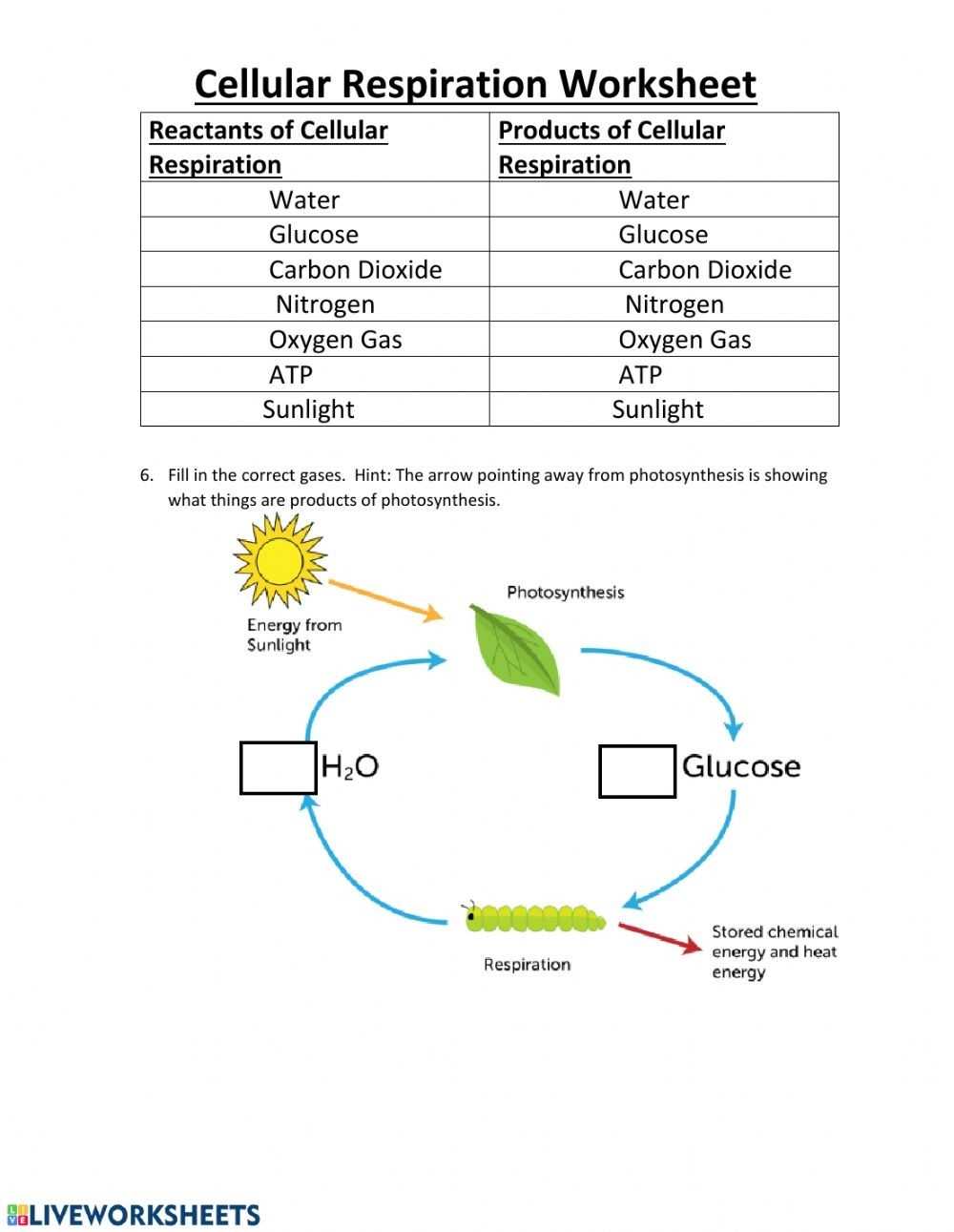 30 Cellular Respiration Worksheet Key | Education Template within Cellular Respiration Review Worksheet