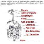 30 Digestive System Worksheet Answers | Education Template Regarding Digestive System Worksheet Answers