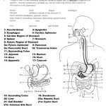 30 Digestive System Worksheet High School | Education Template With Digestive System Worksheet Pdf