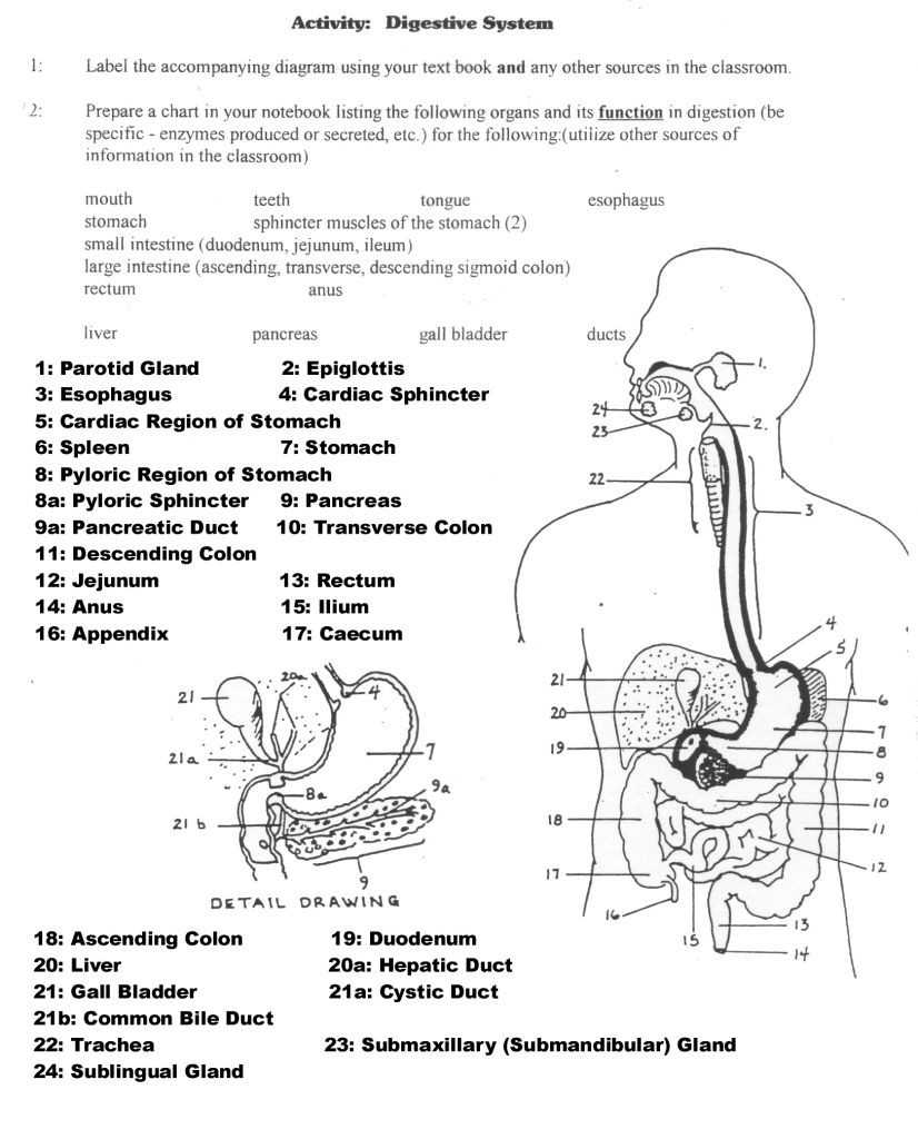 30 Digestive System Worksheet High School | Education Template With Digestive System Worksheet Pdf