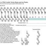 30 Dna Base Pairing Worksheet Answers | Education Template With Dna Base Pairing Worksheet Answers
