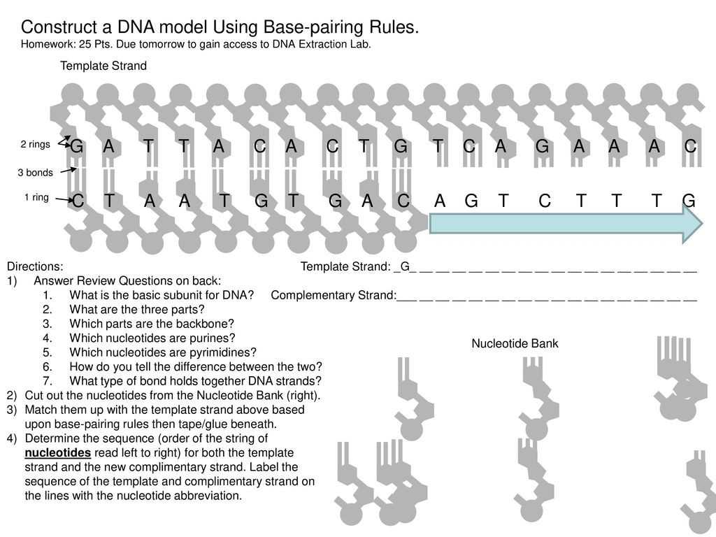 30 Dna Base Pairing Worksheet Answers | Education Template With Dna Base Pairing Worksheet Answers