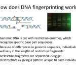 30 Dna Fingerprinting Worksheet Answers | Education Template With Dna Fingerprinting Worksheet Answers