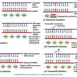 30 Dna Mutation Practice Worksheet Answers | Education Template Regarding Inspired Educators Inc Worksheet Answers