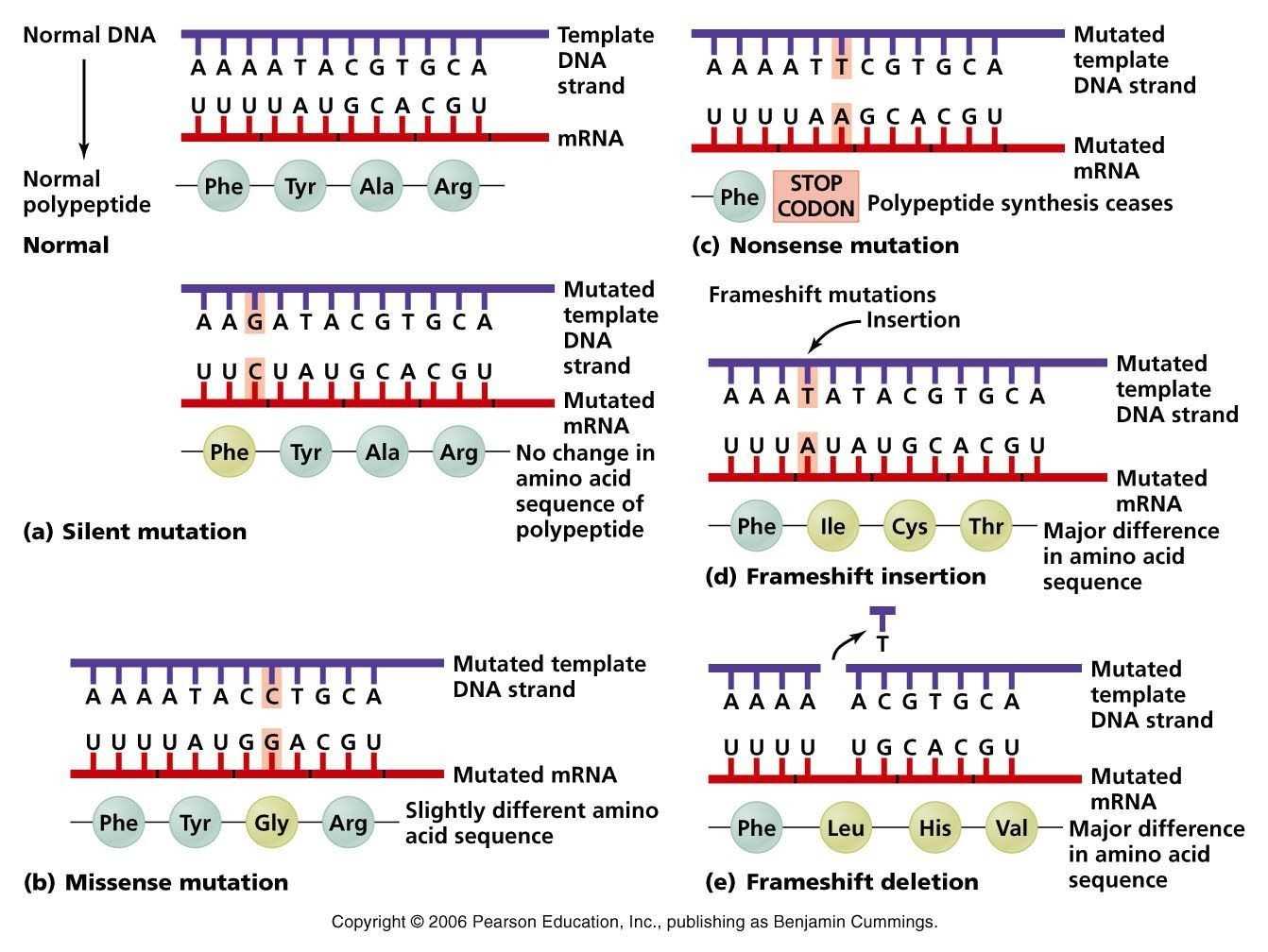 30 Dna Mutation Practice Worksheet Answers | Education Template throughout Dna Mutation Practice Worksheet Answers