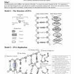 30 Dna Replication Worksheet Answer Key | Education Template For Dna Replication Worksheet Key