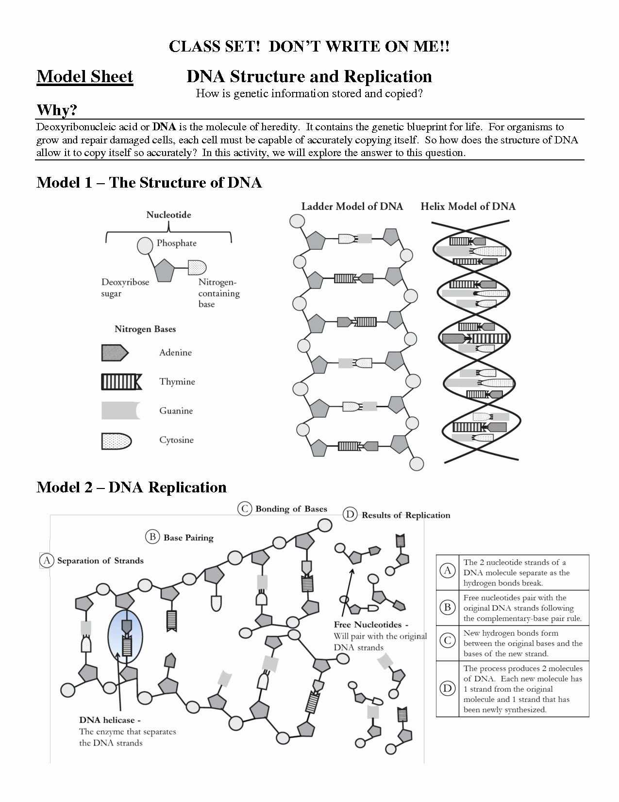 30 Dna Replication Worksheet Answer Key | Education Template For Dna Replication Worksheet Key