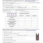30 Dna Replication Worksheet Answer Key | Education Template Throughout Dna Replication Worksheet Key