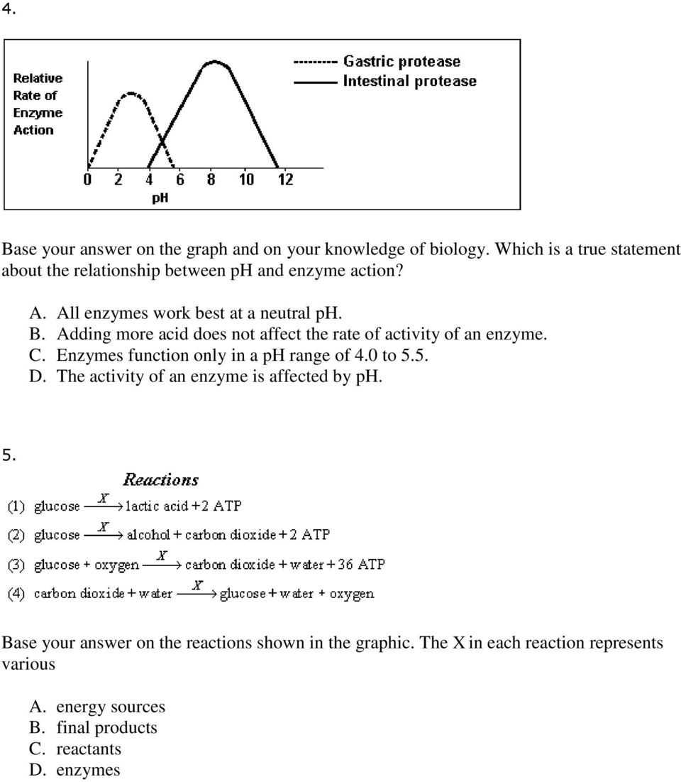 30 Enzymes Worksheet Answer Key | Education Template Intended For Enzyme Review Worksheet Answers