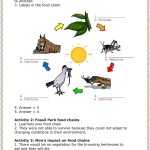 30 Food Web Worksheet Answer Key | Education Template Intended For Food Web Worksheet Answers