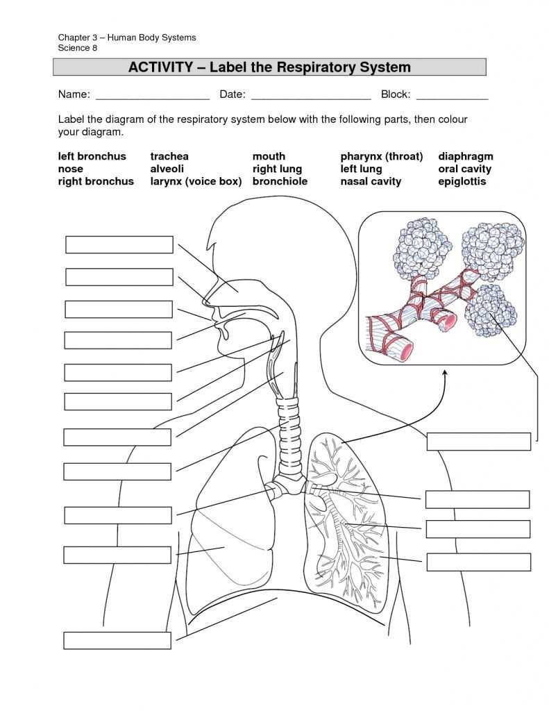30 Free Body Diagram Worksheet Answers | Education Template Pertaining To Free Body Diagram Worksheet Answers